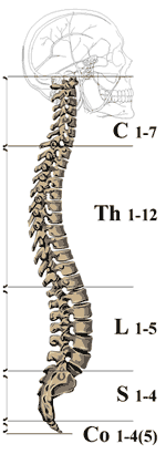Ответственность спинномозговых нервов за работу мышц и внутренних органов (иннервация).