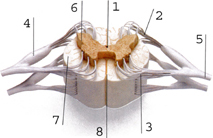 Спинной мозг (поперечный разрез).
