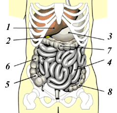 Органы брюшной полости.